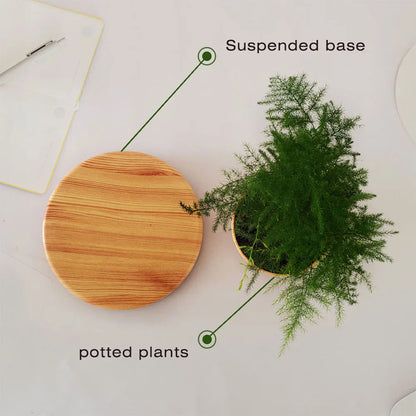 Magic Levitating Planter Bonsai Succulent Pot